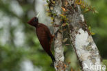 Chestnut Woodpecker (Celeus elegans)