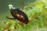 Vensterwaterroofkever (Ilybius fenestratus)