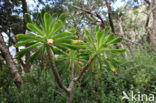 verode (Kleinia neriifolia)