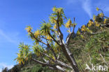 verode (Kleinia neriifolia)