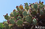 Vijgcactus (Opuntia ficus-barbarica)