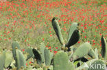 Vijgcactus (Opuntia ficus-barbarica)