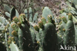Vijgcactus (Opuntia ficus-barbarica)