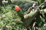 Vijgcactus (Opuntia ficus-barbarica)