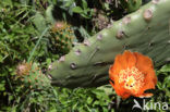 pricklypear (Opuntia ficus-barbarica)