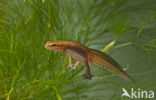 Vinpootsalamander (Lissotriton helveticus) 