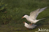 Common Tern (Sterna hirundo)