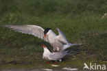 Common Tern (Sterna hirundo)