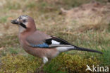 Vlaamse Gaai (Garrulus glandarius)