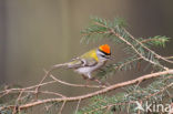 Vuurgoudhaantje (Regulus ignicapillus)