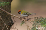 Vuurgoudhaantje (Regulus ignicapillus)