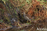 Common Moorhen (Gallinula chloropus)