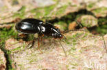 Weidepriempje (Bembidion guttula)