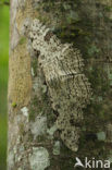 White Witch Moth (Thysania agrippina)