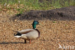 Mallard