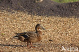 Wilde Eend (Anas platyrhynchos)