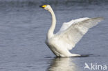 Whooper Swan (Cygnus cygnus)