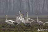 Wilde Zwaan (Cygnus cygnus)