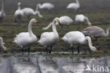 Wilde Zwaan (Cygnus cygnus)