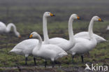 Wilde Zwaan (Cygnus cygnus)