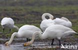 Wilde Zwaan (Cygnus cygnus)