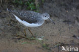 Green Sandpiper (Tringa ochropus)