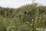 White Melilot (Melilotus albus)