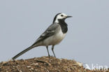 Witte Kwikstaart (Motacilla alba)