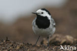 Witte Kwikstaart (Motacilla alba)