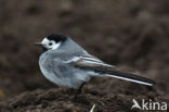 Witte Kwikstaart (Motacilla alba)