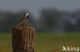 Witte Kwikstaart (Motacilla alba)