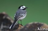 Witte Kwikstaart (Motacilla alba)