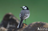 Witte Kwikstaart (Motacilla alba)