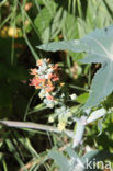 Castor-oil-plant (Ricinus communis)