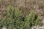 Perennial Ragweed (Ambrosia psilostachya)