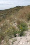 Zeemelkdistel (Sonchus arvensis var. maritimus)