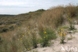 Zeemelkdistel (Sonchus arvensis var. maritimus)