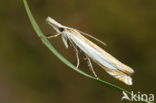 Zilverstreepgrasmot (Crambus pascuella)