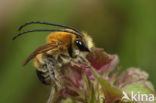 Zuidelijke langhoornbij (Eucera nigrescens) 