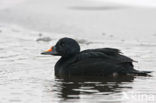 Zwarte Zeeëend (Melanitta nigra)