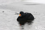 Zwarte Zeeëend (Melanitta nigra)