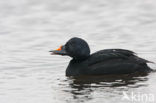 Zwarte Zeeëend (Melanitta nigra)