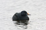 Zwarte Zeeëend (Melanitta nigra)