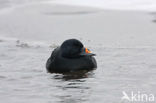 Zwarte Zeeëend (Melanitta nigra)