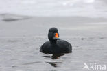 Zwarte Zeeëend (Melanitta nigra)