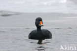 Zwarte Zeeëend (Melanitta nigra)