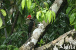 Crimson-crested Woodpecker (Campephilus melanoleucos)