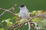 Zwartkop (Sylvia atricapilla)