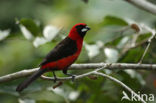 Masked Crimson Tanager (Ramphocelus nigrogularis)