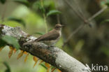 Black-billed Thrush (Turdus ignobilis)